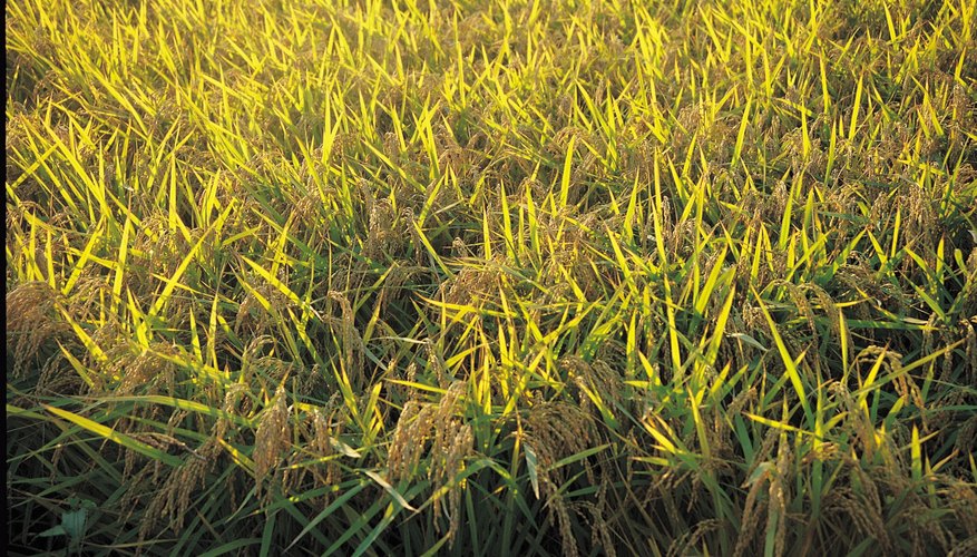 Yellowing grass may be the symptom of a disease. Yellowing grass may be the symptom of a disease.