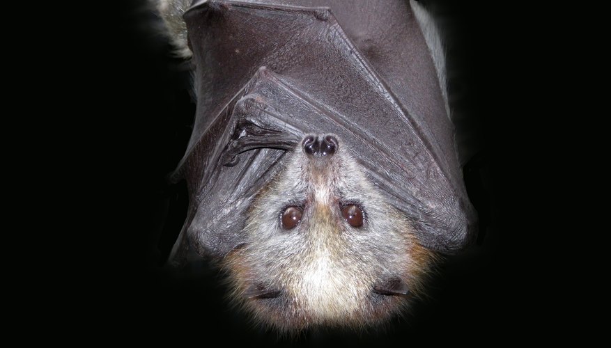 A bat hangs upside down from a branch. A bat hangs upside down from a branch.