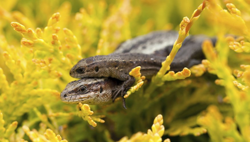 Some reptiles give birth to live young. Some reptiles give birth to live young.