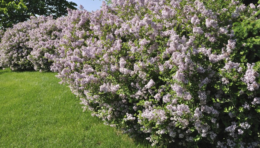 A row of blooming lilac bushes growing along the edge of a backyard. A row of blooming lilac bushes growing along the edge of a backyard.