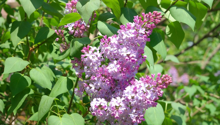 Lilacs' perfumed blooms come in white, pink, and shades of purple. Lilacs' perfumed blooms come in white, pink, and shades of purple.