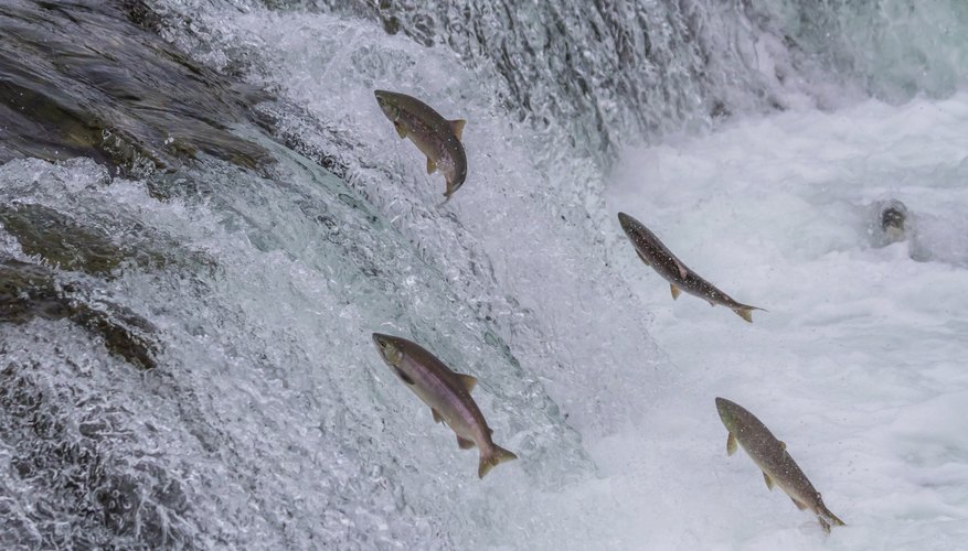 Sockeye salmon swimming upstream. Sockeye salmon swimming upstream.