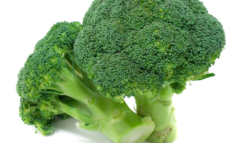 Broccoli loses its bright green color during the cooking process because of a breakdown of chlorophyll. Broccoli loses its bright green color during the cooking process because of a breakdown of chlorophyll.
