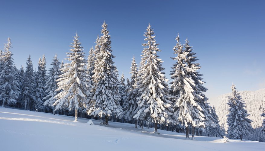 Snow-covered spruce trees on a mountain slope. Snow-covered spruce trees on a mountain slope.
