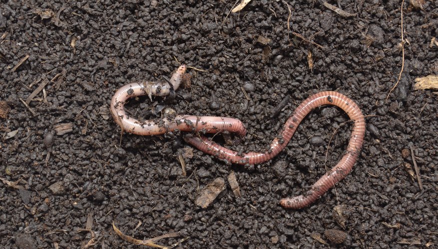 Earthworm Characteristics Sciencing 