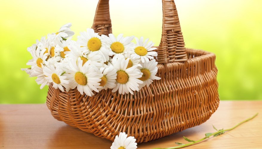 A basket of daisies offers hope and cheer. A basket of daisies offers hope and cheer.