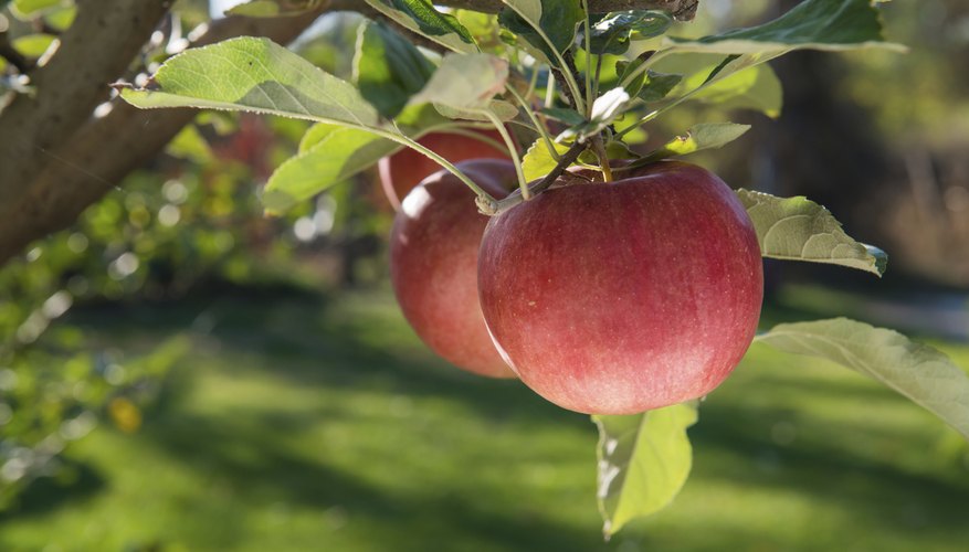 Apples are part of many autumn traditions and foods. Apples are part of many autumn traditions and foods.