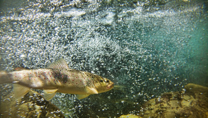 Trout swimming in lake Trout swimming in lake
