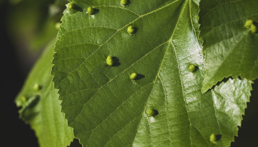 many citrus rust mites on leaf many citrus rust mites on leaf