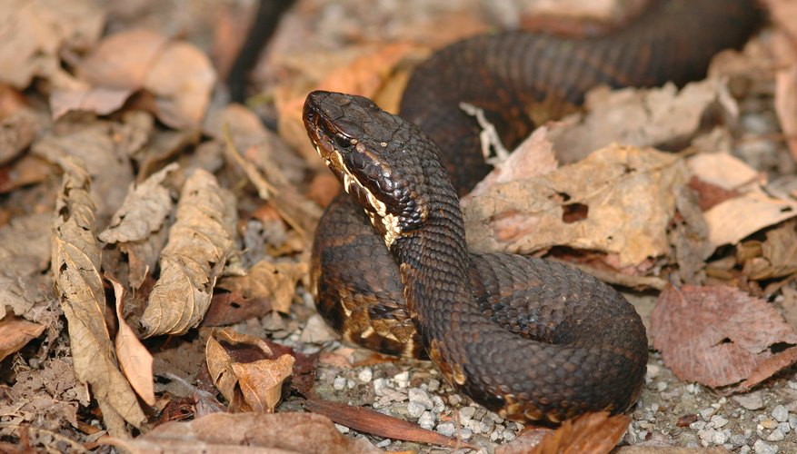 How to Identify a Water Moccasin Sciencing