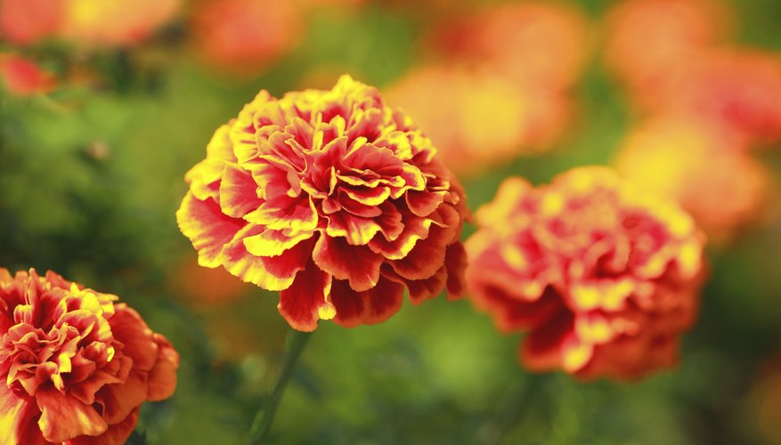 Healthy marigold plants are less likely to be seriously affected by insects or disease. Healthy marigold plants are less likely to be seriously affected by insects or disease.