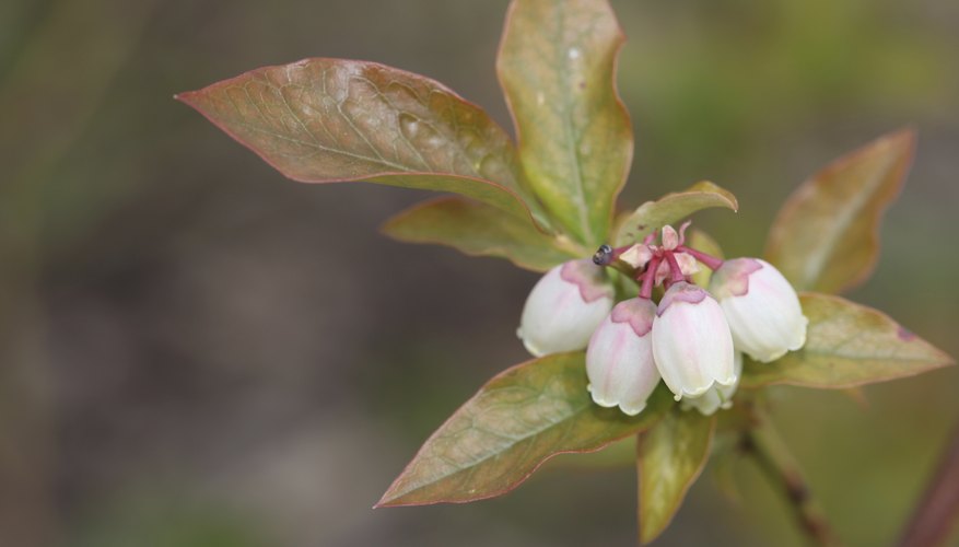 Blueberry and its relatives all have urn-shaped, white to pink flowers. Blueberry and its relatives all have urn-shaped, white to pink flowers.