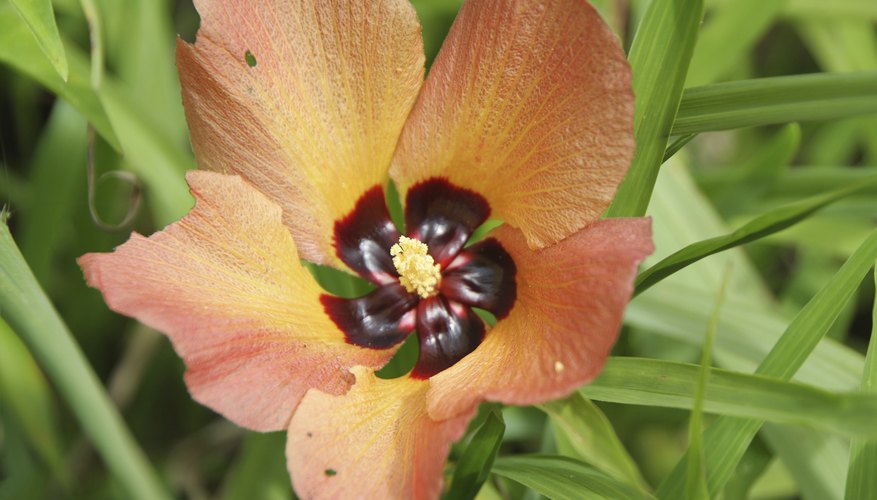 Mahoe is also called sea hibiscus. Mahoe is also called sea hibiscus.