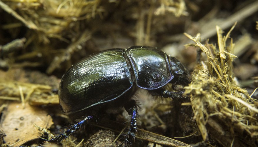 Dung beetles benefit from nutrients shed by other animals. Dung beetles benefit from nutrients shed by other animals.