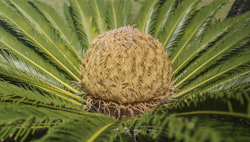 Many cycads develop showy cones at their centers. Many cycads develop showy cones at their centers.