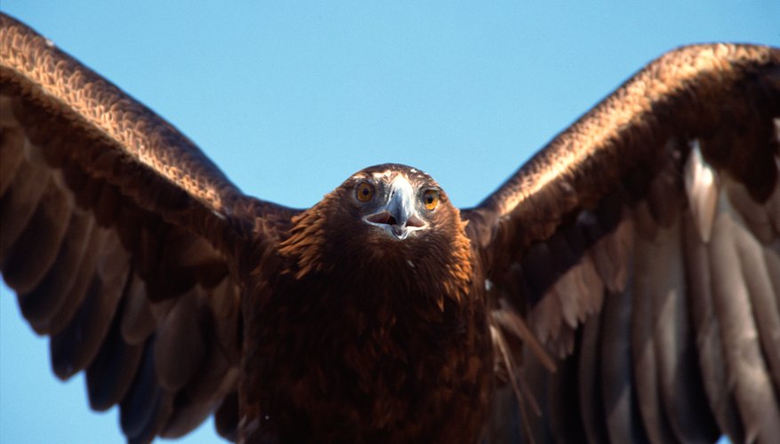 The golden eagle pictured here is part of the subfamily Buteoninae. The golden eagle pictured here is part of the subfamily Buteoninae.