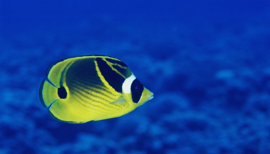 Hawaii fish. Hawaii fish.