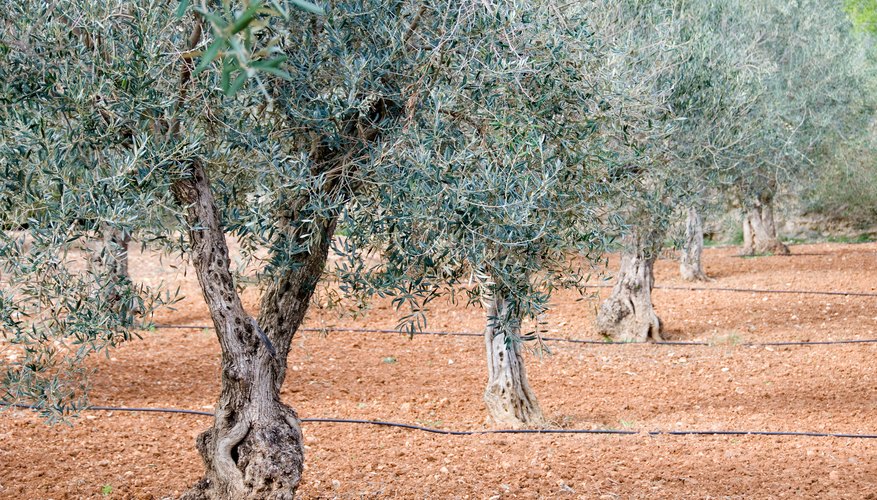 Olives are known for the small, round delicacies pickled from their fruits. Olives are known for the small, round delicacies pickled from their fruits.