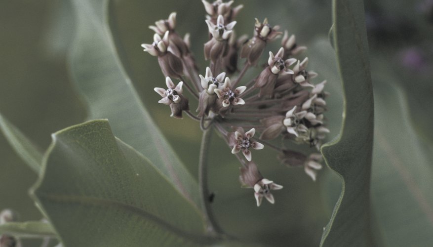 Controlling the beetle requires getting rid of the plant. Controlling the beetle requires getting rid of the plant.