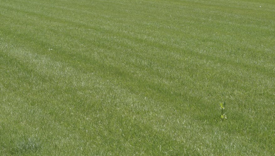 A good-looking lawn requires on a well-maintained mower deck. A good-looking lawn requires on a well-maintained mower deck.