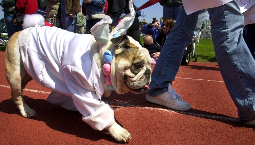 Even dogs like to get into the rabbit act. Even dogs like to get into the rabbit act.