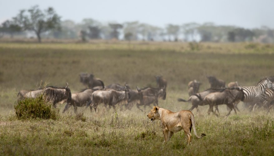 How Have Lions Adapted to Their Environment? Sciencing