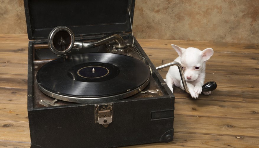A puppy placing his paw on the handle of an antique phonograph. A puppy placing his paw on the handle of an antique phonograph.
