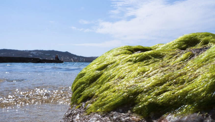 Grass browning on rock Grass browning on rock