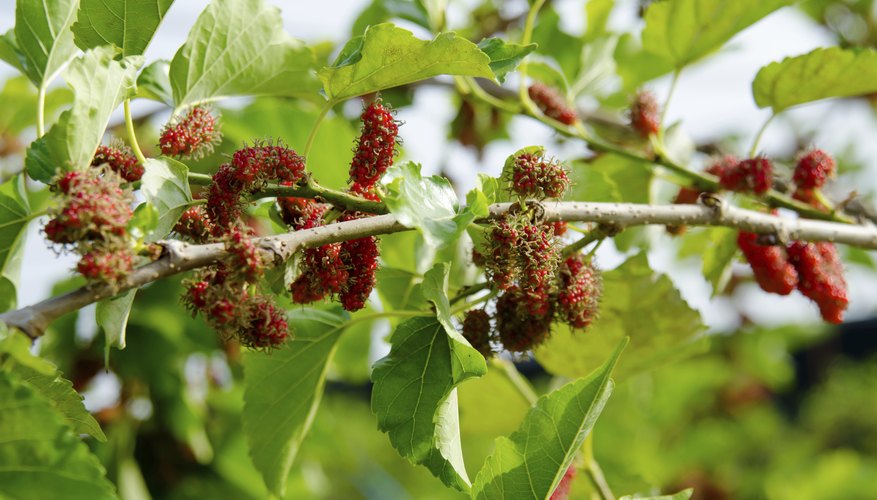 Red mulberries on tree branch Red mulberries on tree branch