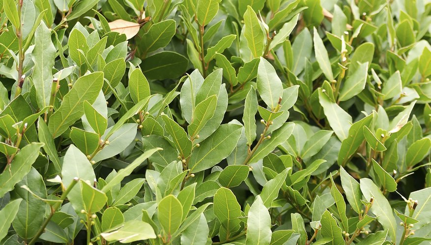 Bay laurel is also called Grecian laurel and sweetbay. Bay laurel is also called Grecian laurel and sweetbay.