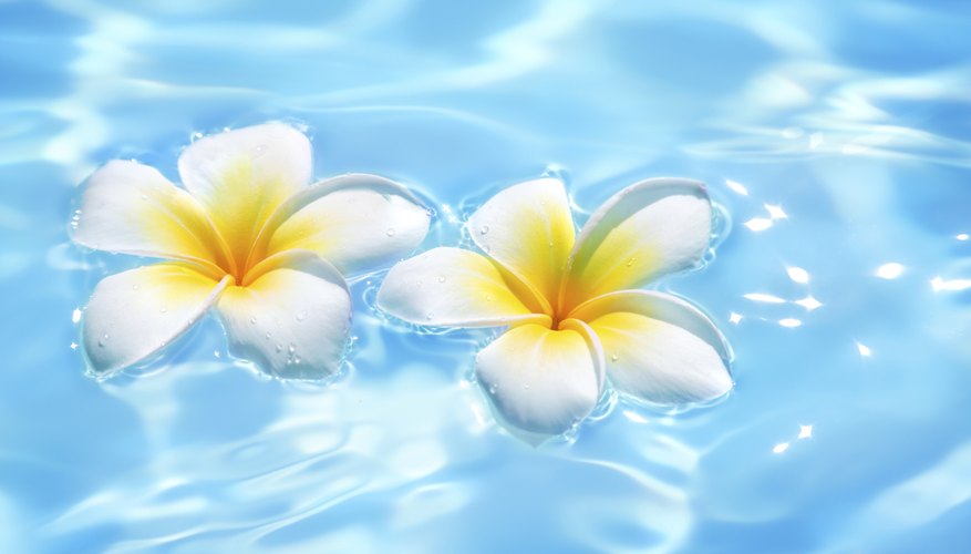 Two flowers floating on water. Two flowers floating on water.