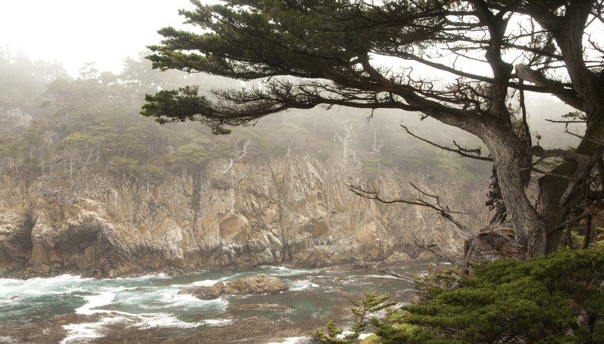 Monterey cypress trees grow on a cliff in California. Monterey cypress trees grow on a cliff in California.