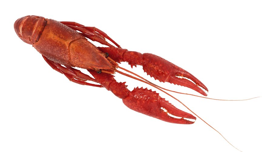 Crayfish. Crayfish.