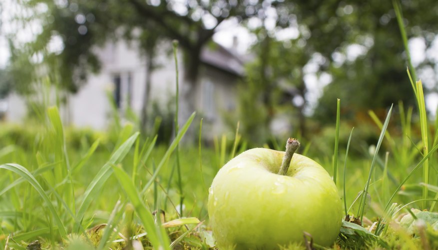 An apple in the grass near a house. An apple in the grass near a house.