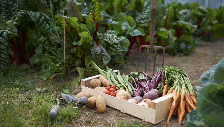 6 Creative Vegetable Garden Ideas 6 Creative Vegetable Garden Ideas