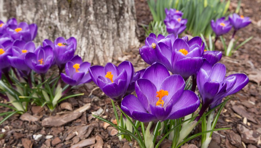 Bulb Plants That Will Keep Coming Back Bulb Plants That Will Keep Coming Back