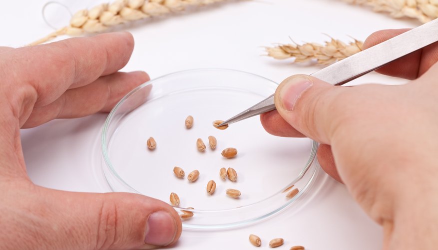 The Advantages of Plant Hybridization The Advantages of Plant Hybridization