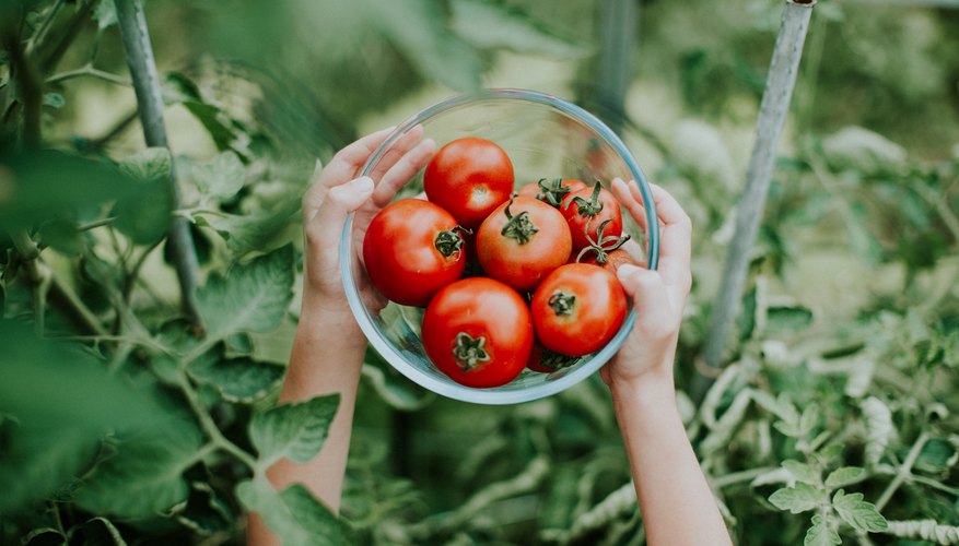 It's Tomato Time: 6 Tomato Plants for Your Garden It's Tomato Time: 6 Tomato Plants for Your Garden