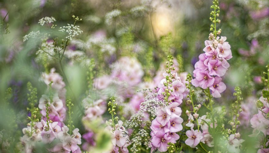 Cottage Garden: Easy Plants to Make Your Gardener's Dreams Come True Cottage Garden: Easy Plants to Make Your Gardener's Dreams Come True