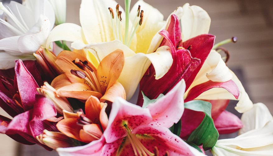 Uses of the Lily Flower Uses of the Lily Flower