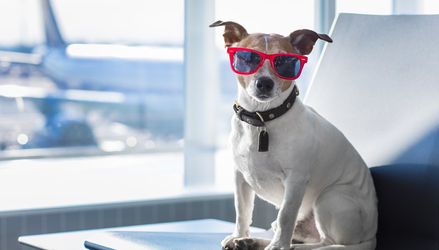 How to Take a Dog on a Plane