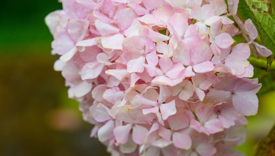 Why Every Garden Needs a Hydrangea Why Every Garden Needs a Hydrangea