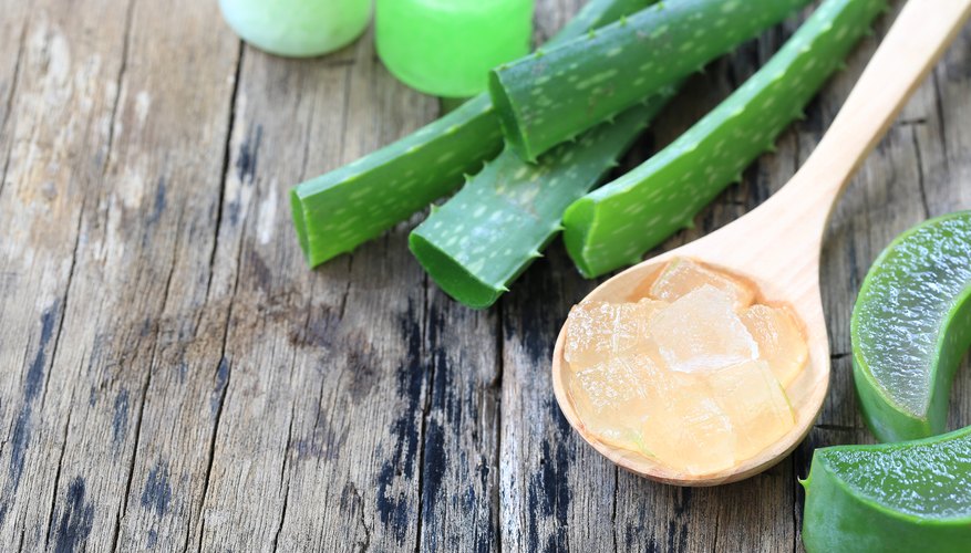 Common Medicinal Plants That Won’t Scare You Common Medicinal Plants That Won’t Scare You
