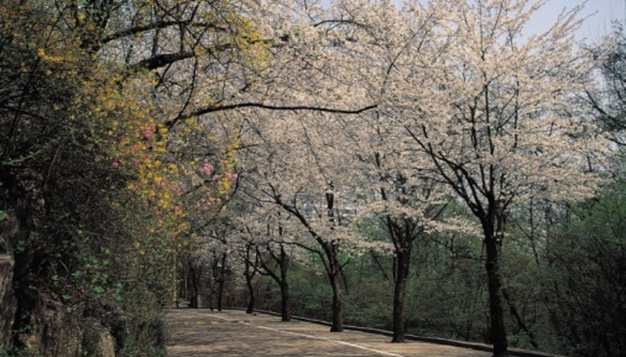 Ornamental cherries are one of the few trees suitable for planting near septic systems. Ornamental cherries are one of the few trees suitable for planting near septic systems.