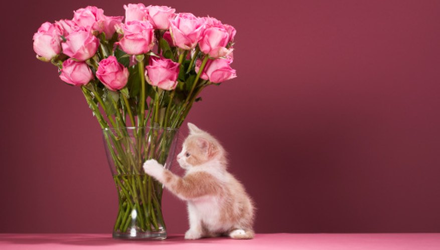 House cats find houseplants attractive to eat when their diets lack vegetation. House cats find houseplants attractive to eat when their diets lack vegetation.