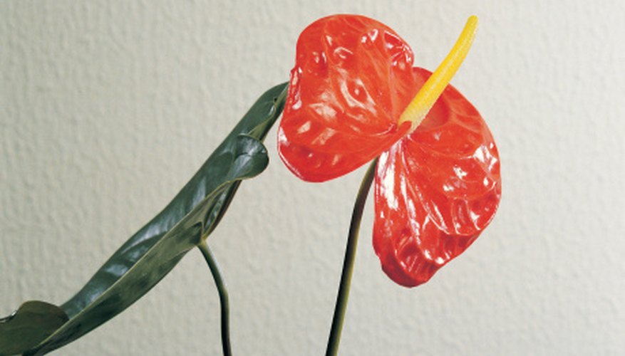Most anthurium are red, but there are also yellow, white and pink varieties. Most anthurium are red, but there are also yellow, white and pink varieties.