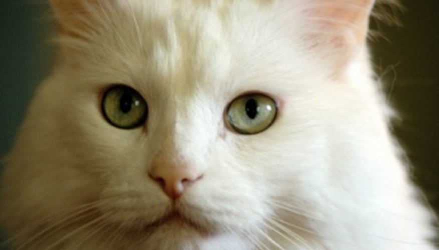 Use a clear quality photograph of a cat to paint from. Use a clear quality photograph of a cat to paint from.