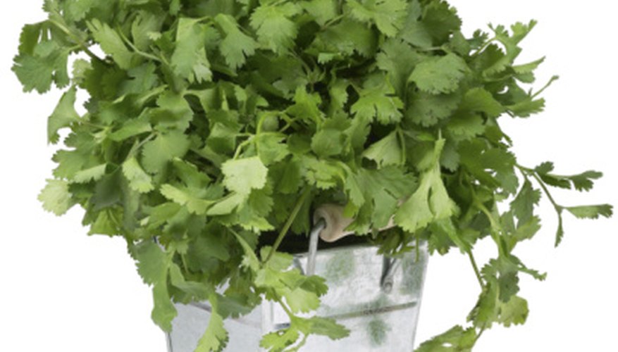 This herb shows up in ancient history books as well as today's hottest cuisine. This herb shows up in ancient history books as well as today's hottest cuisine.