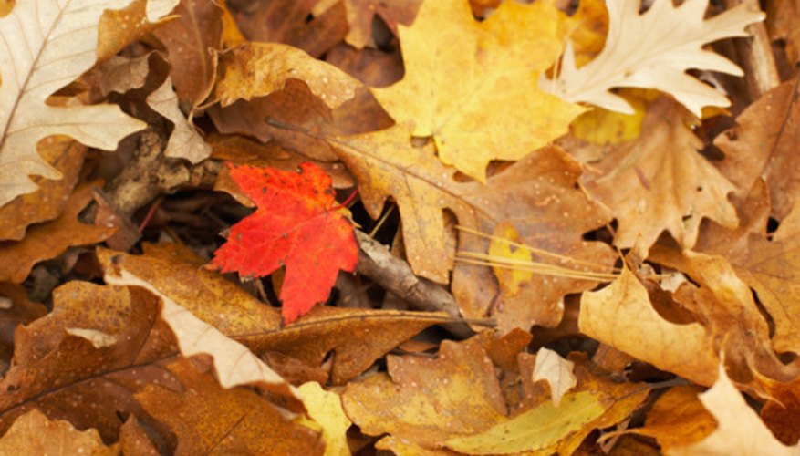 Deciduous trees lose their leaves in the fall so that they can save water for the winter. Deciduous trees lose their leaves in the fall so that they can save water for the winter.