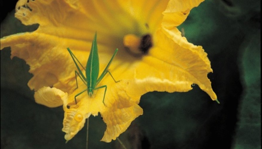 A katydid on a female pumpkin flower A katydid on a female pumpkin flower
